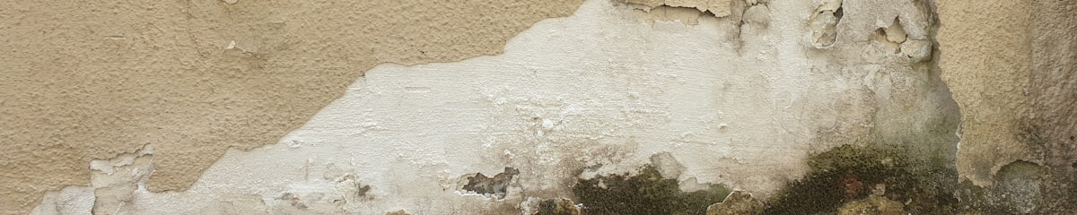 Close-up of mold growth on a surface